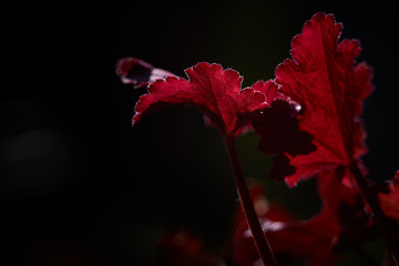 Czerwone liście rośliny ogrodowej podświetlone przez słońce na ciemnym tle
