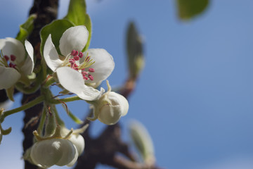 Kwiaty jabłoni, gruszy na tle błękitnego nieba © Marek Szymski