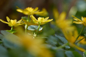 Wiosenne żółte kwiaty polne w zbliżeniu i łagodnym oświetleniu w otoczeniu zieleni © Marek Szymski