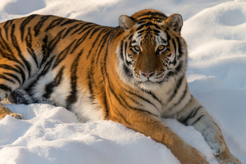 Fototapeta premium beautiful Siberian tiger laying in snow