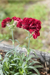 close up of red flowers in the outdoors