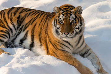 Fototapeta na wymiar beautiful animal in the snow, Tiger in winter 