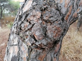 Primer plano Corteza de árbol en España