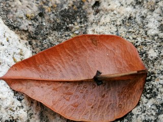  Una hoja caída en el suelo