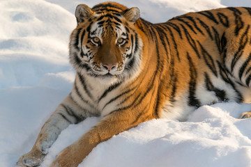 Siberian tiger laying in snow
