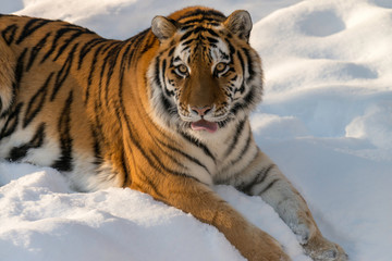 tiger in snow with mouth open, tongue out 