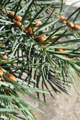 Fototapeta premium evergreen branch against a rock