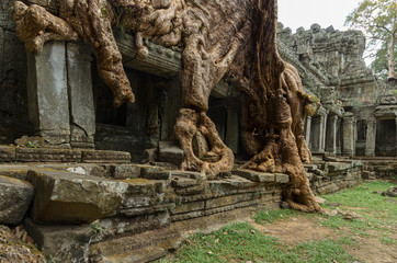 Naklejka premium Silk-cotton tree roots growing over the collapsing Preah Khan ancient Hindu temple, set of the Tomb Raider movie, in Angkor Wat Unesco park, Siem Reap, Cambodia