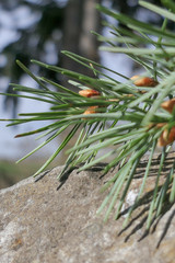 Naklejka na ściany i meble evergreen branch against a rock