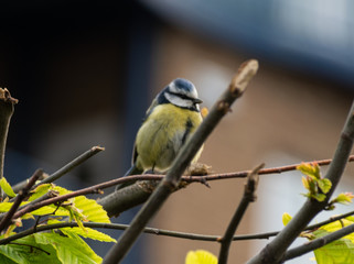 blue tit on branch