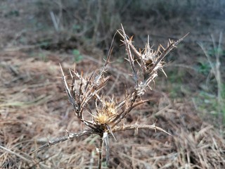 Macro planta seca con espinas en España