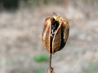 Primer plano de semilla de planta de campo en España