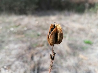 Primer plano de semilla de planta de campo en España