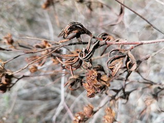 Primer plano planta seca en España