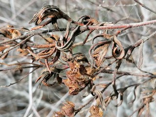 Primer plano planta seca en España
