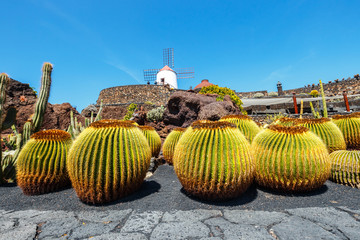 Beautiful view of tropical cactus garden (Jardin de Cactus) in Guatiza village. Lanzarote, Canary Islands, Spain. © dziewul