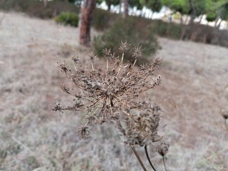 Macro planta seca con espinas en España