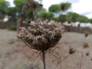 Macro planta seca con espinas en España