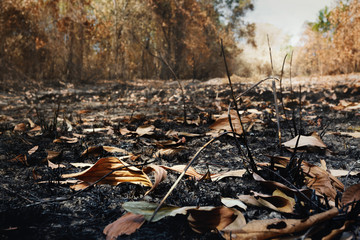 After wildfire  with dust and ashes/area of illegal deforestation..Global warming/Ecology concept background.