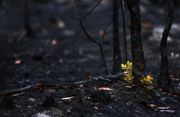 New leaves grown after forest was burn. rebirth of nature after the fire..Global warming/Ecology concept background.