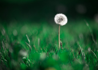 dandelion that bloomed in the grass