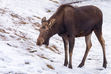 moose in winter standing by hill