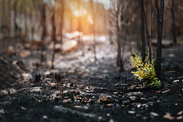 New leaves grown after forest was burn. rebirth of nature after the fire..Global warming/Ecology...