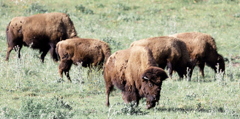 Herd of American Bisons (Buffalo)  Grazing. Bison Paddock, Golden Gate Park, San Francisco, California, USA.  © Yuval Helfman