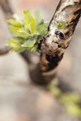 New leaves grown after forest was burn. rebirth of nature after the fire..Ecology /Positive Thinking /Attitude mindset concept background.