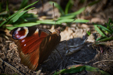 Siedzący na łące kolorowy motyl (Paź królowej) 