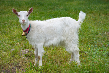 Fototapeta premium Cute white baby goat grazing on a green meadow, countryside background.