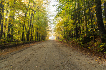 Fototapeta premium Opuszczona, nieutwardzona droga przez piękny las liściasty spowity jesienią poranną mgłą. Waterbury, VT, USA.