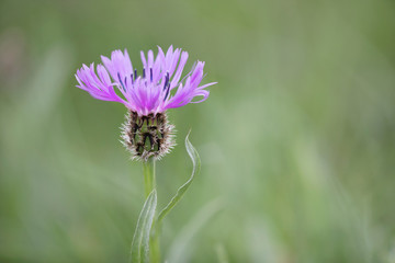 Purple Centaurea thistle-like flower in the family Asteraceae
