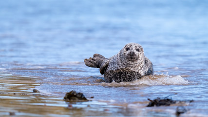 Common seal (harbour seal) coming ashore in gentle surf washing a beach in soft sunshine