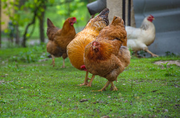 Beautiful colorful hens (Gallus gallus domesticus) standing in a farmyard in the countryside