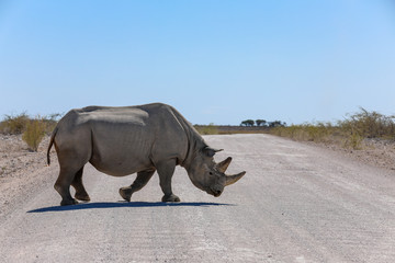 Fototapeta premium Lone black rhino crossing a dusty dirt road in Namibia
