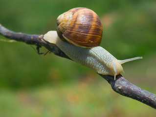 Big snail in shell (Helix pomatia also Roman snail, Burgundy snail) crawling on a tree branch, summer sunny day in garden