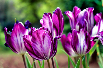 set of tulips in a garden