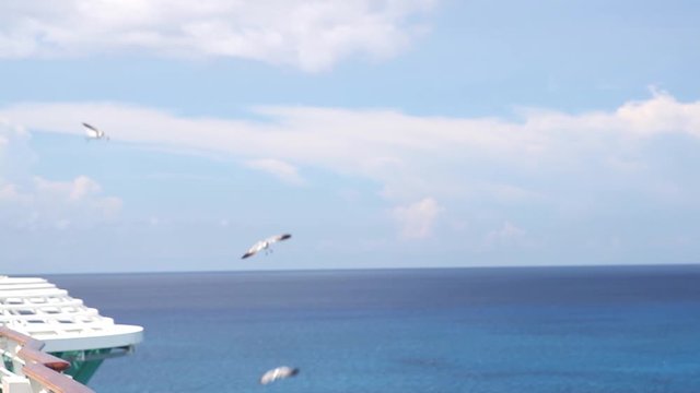 Seagulls circle over CocoCay Island