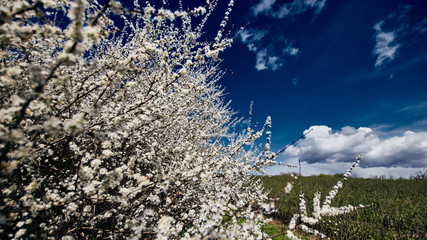 Kwitnące na wiosnę głogi w szerokim ujęciu pola porzeczkowego w tle z błękitnym niebem z białymi obłokami