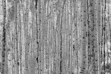 black and white birch