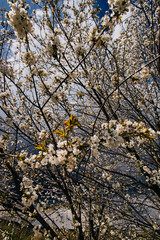 Białe kwitnące drzewa, gałęzie dziko rosnące przy polnej drodze w tle burzliwe niebo