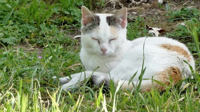 Closeup on white and orange cat  in a garden