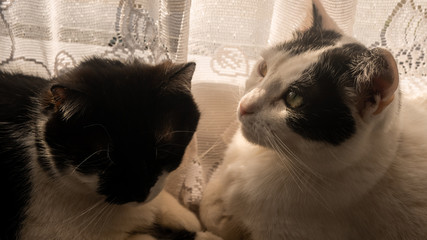 Dwa czarno białe koty na parapecie.