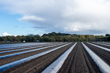 The straight lines of a freshly ploughed field with plastic protection over the freshly planted seeds