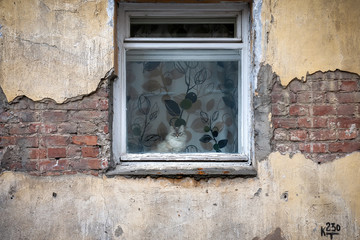 Fototapeta na wymiar The cat looks out the window. Wall with peeling stucco and visible brickwork. Self isolation during coronavirus epidemy. 