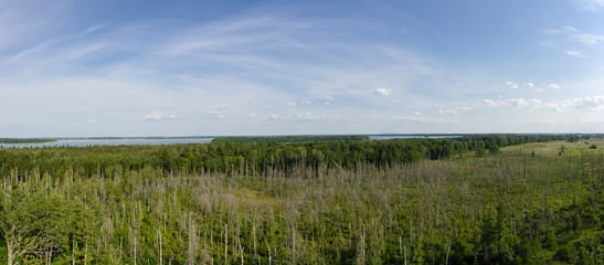 Amazin panoramic picture of a field full of green trees located next to the Sniardwy lake, mazury, Poland. Blue sky over the landscape.