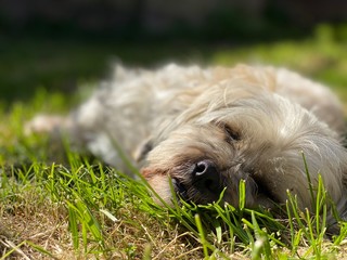 dog in grass