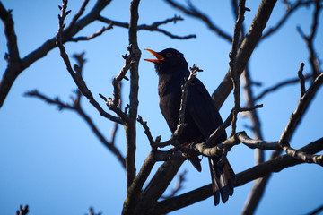 Śpiewający siedzący na gałęzi ptak (Kos) na tle niebieskiego nieba