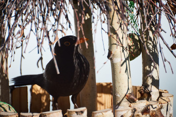 Kos w karmiku dla ptaków zamierza się posilić © Marek Szymski